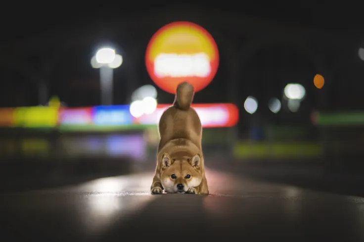 Dogecoin Rival Soars 30 Percent on Coinbase Listing