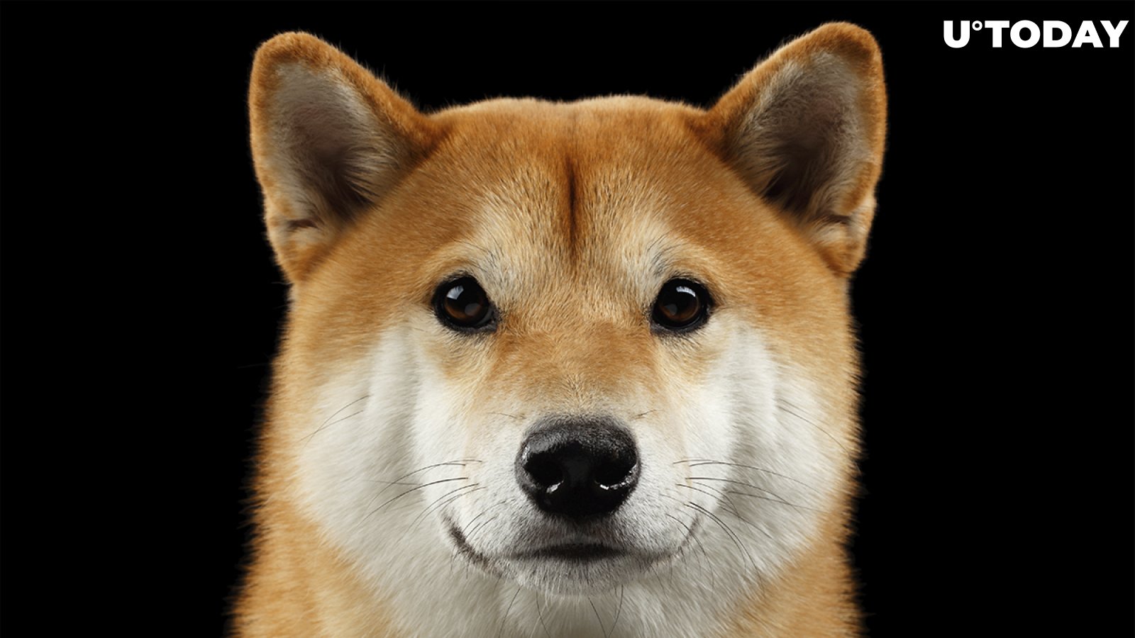 Comedy-Doc About Dogecoin and Shiba Inu Raises Funds in Less Than One Day