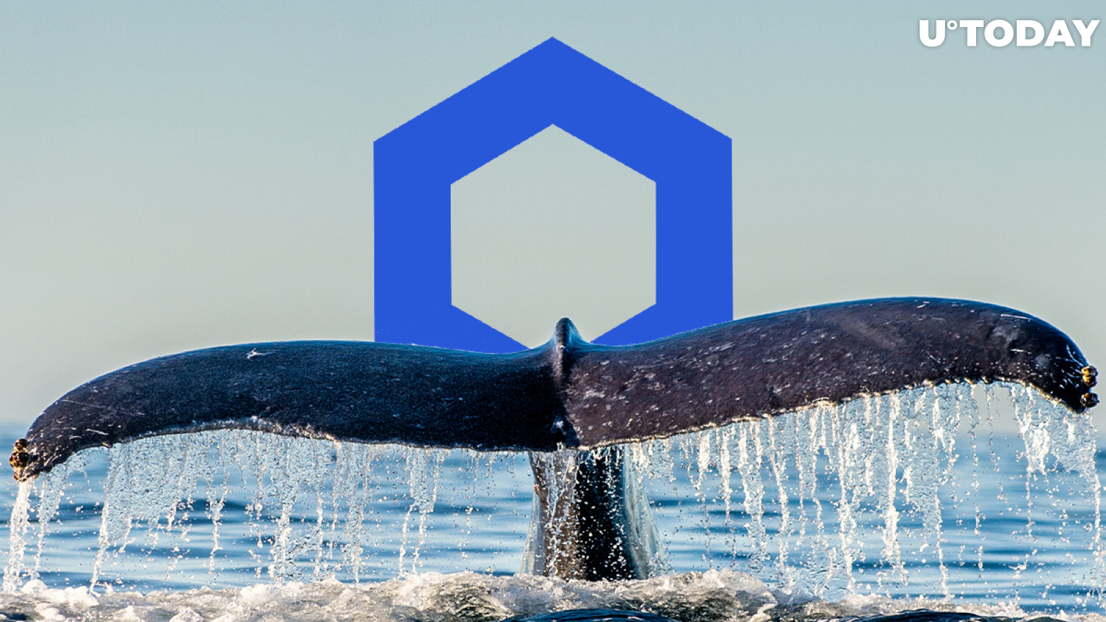 Chainlink Whales Now Hold Almost 25% of Supply: Here's Why It Might Be Concerning