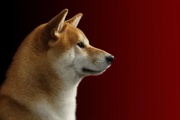 SHIB Funding Rates Hit Negative on Numerous Exchanges, Here's What It Means