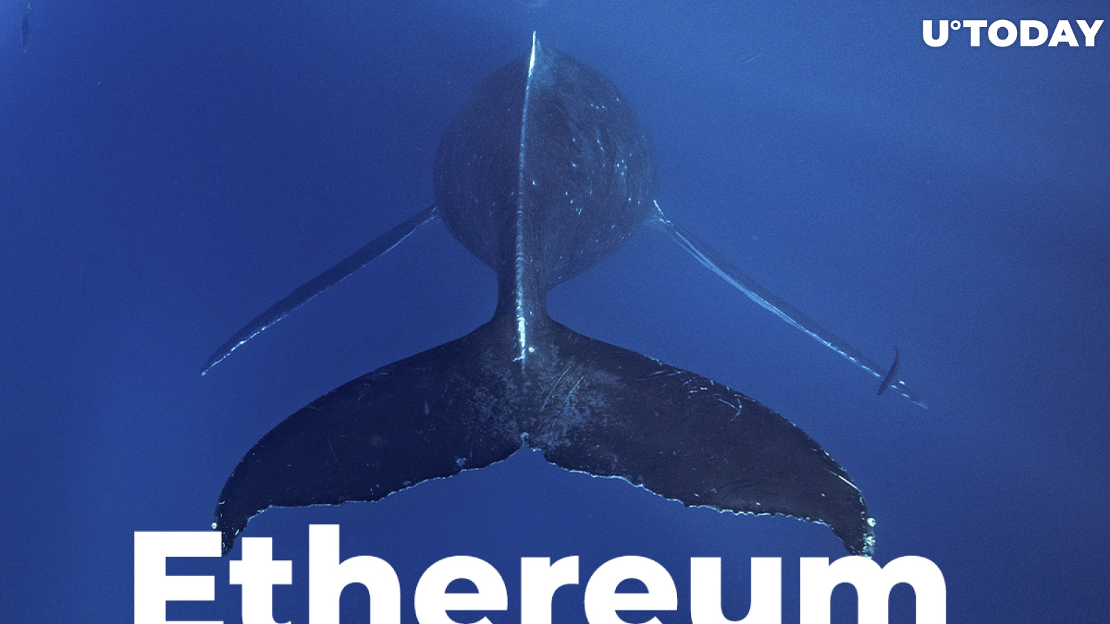 Top 10 Ethereum Non-Exchange Whales Versus Exchange Whales Ratio Hits 5:1 Peak, Here’s What It Means 