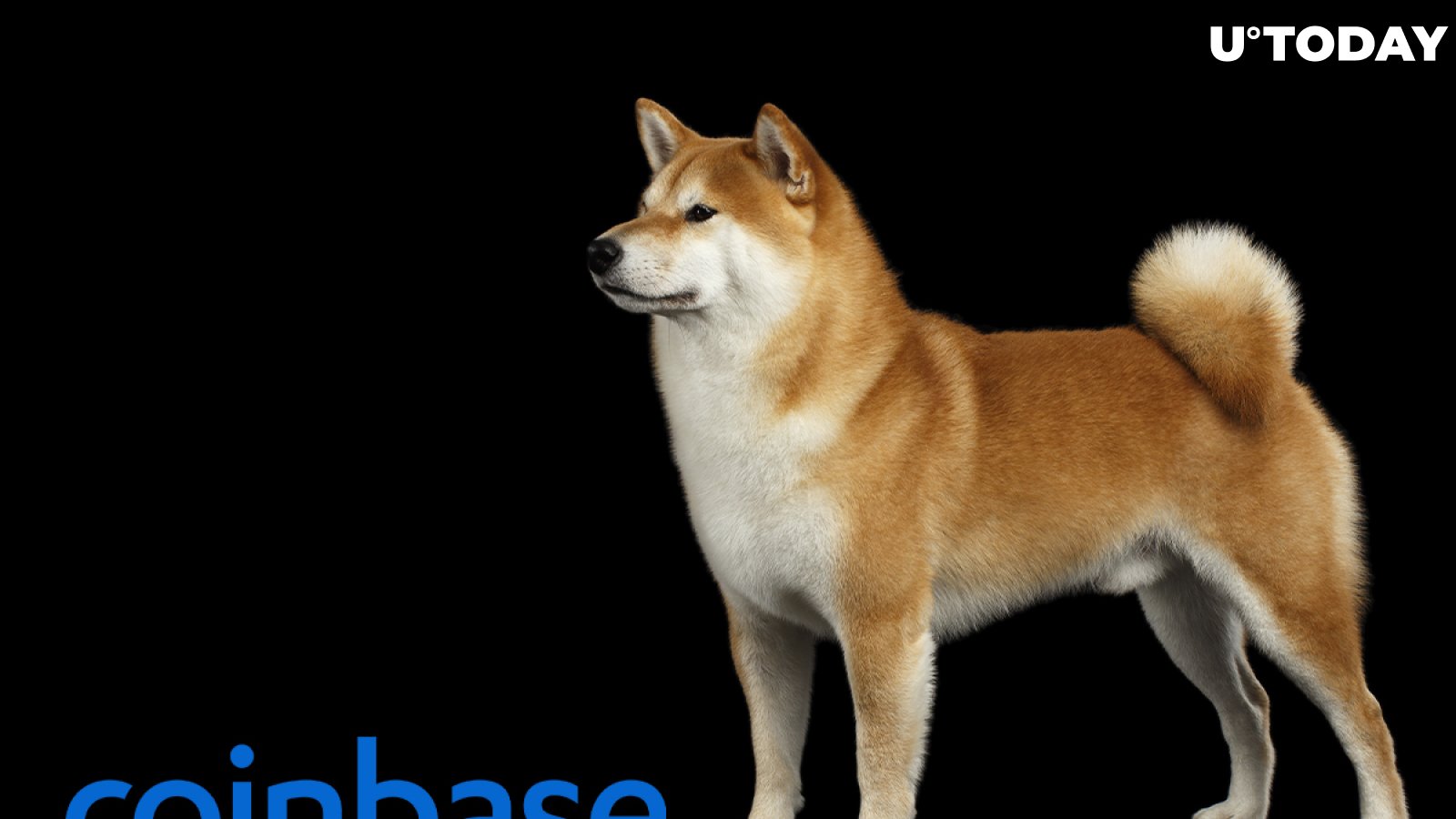 Shiba Inu Becomes Most-Traded Cryptocurrency on Coinbase
