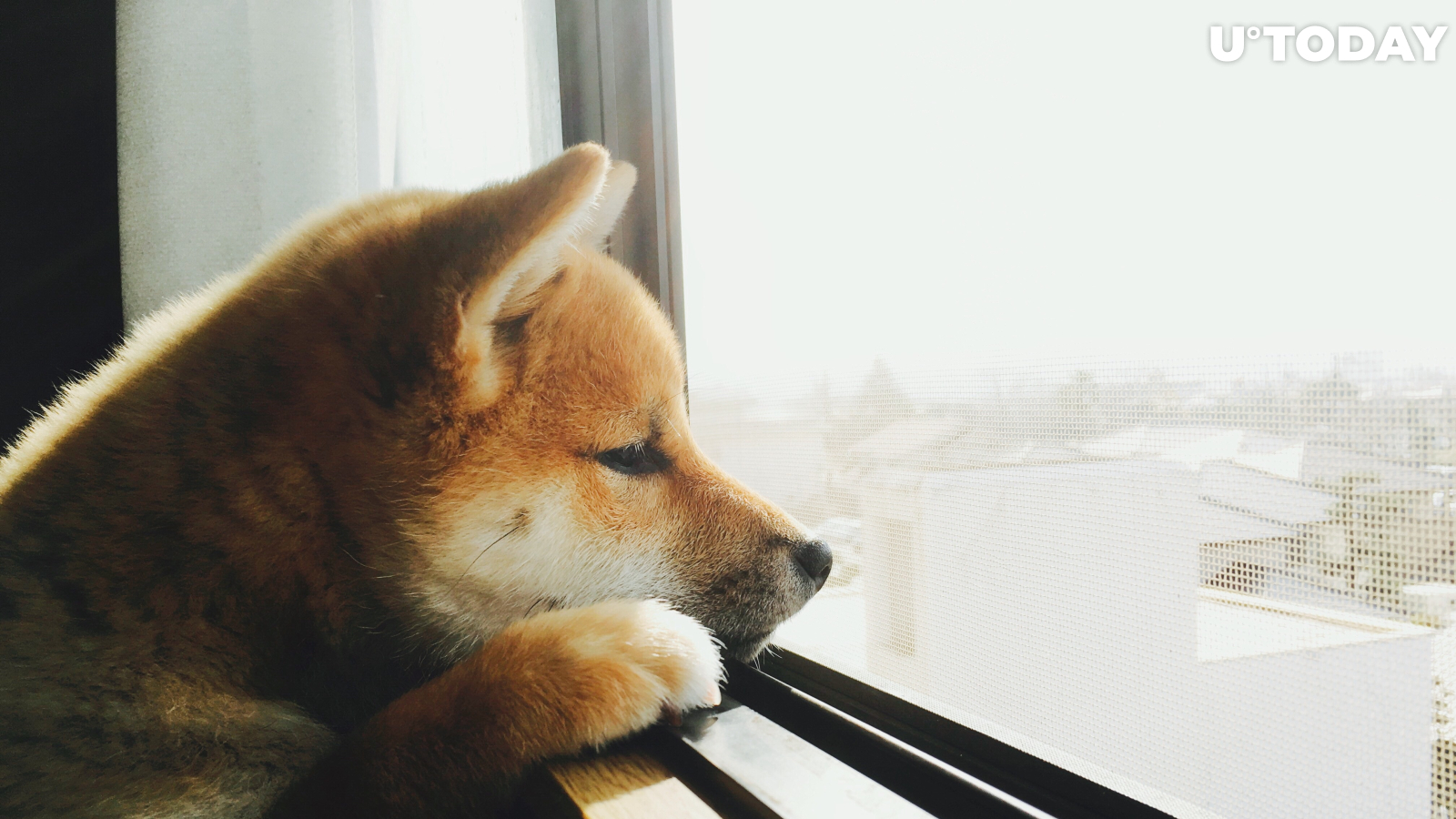 Shiba Inu Plunges Almost 40 Percent in Hours 