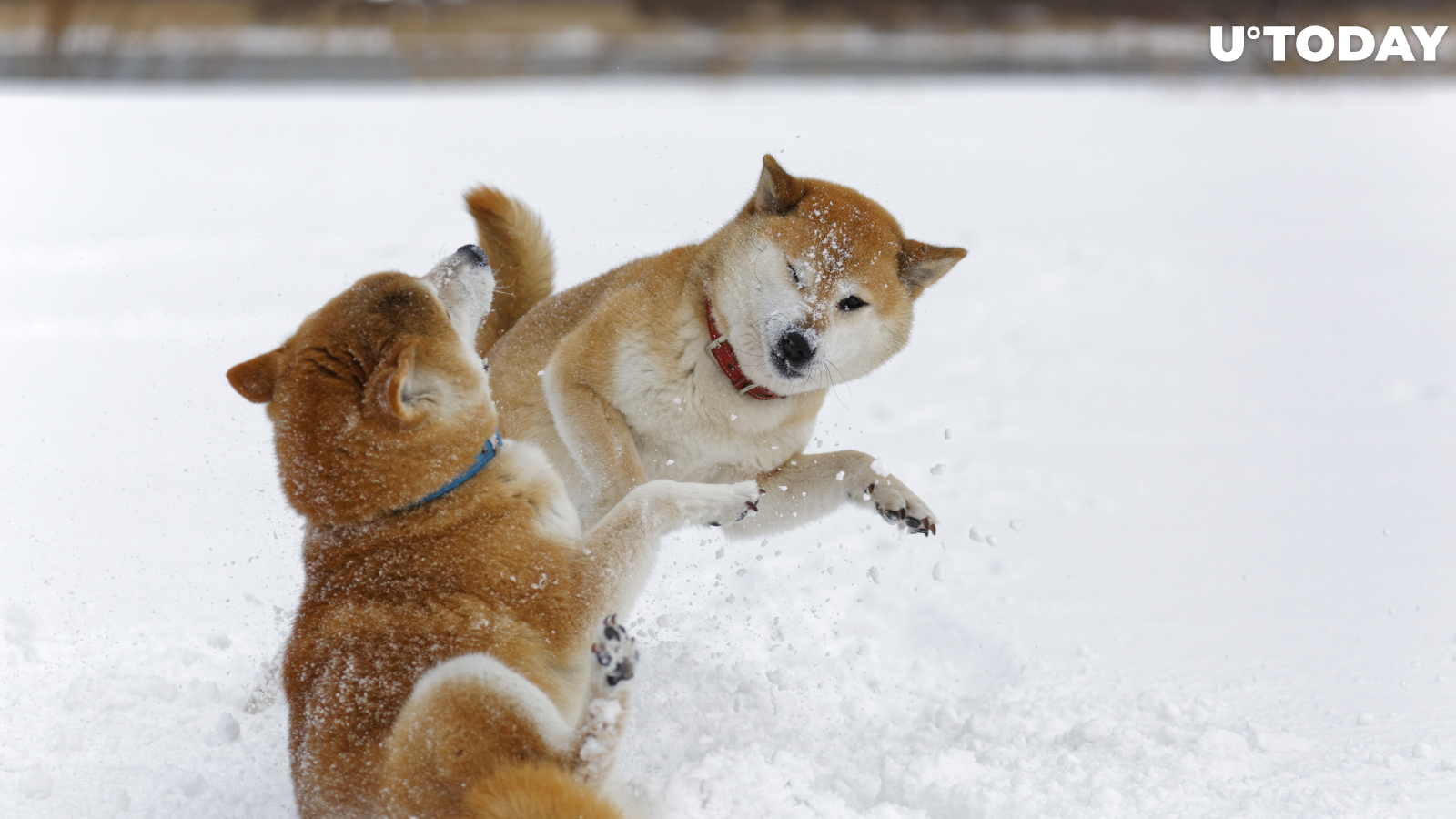 Shiba Inu Remains Below Dogecoin as Rally Falters 