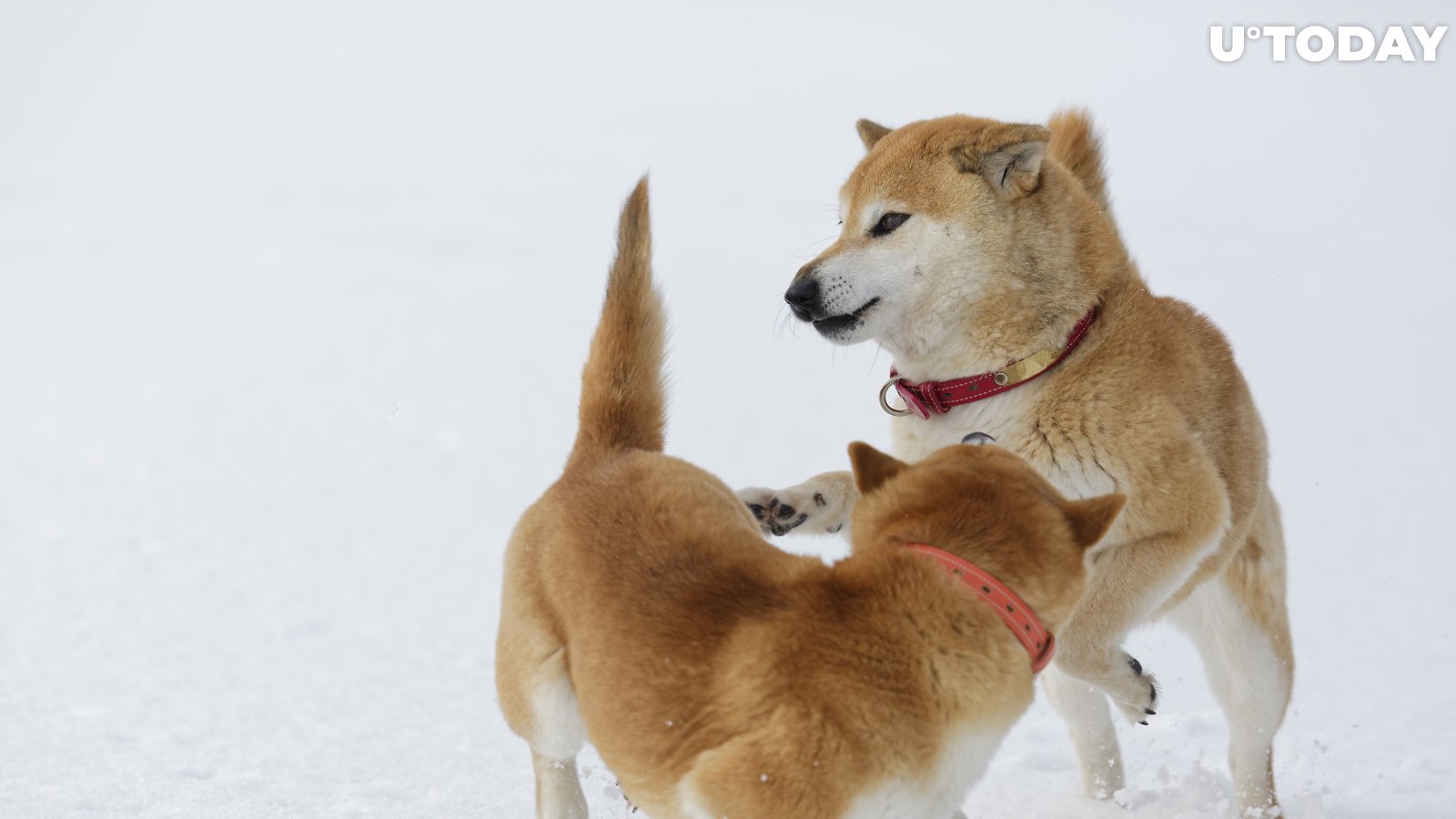 Shiba Inu Is Back Above Dogecoin as Coinbase Changes SHIB's Maximum Price Precision