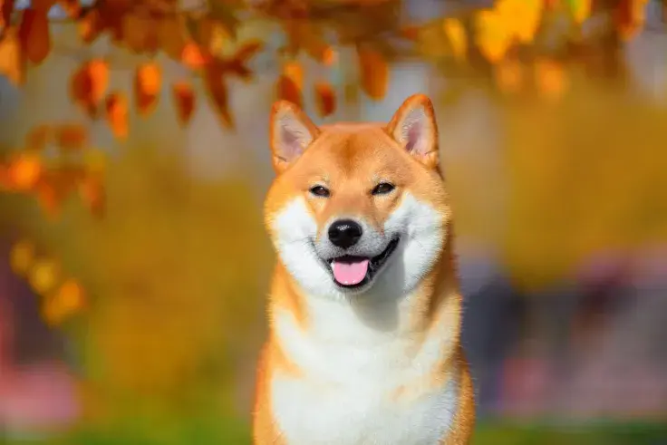 Shiba Inu Generates 1 Million Tweets as Price Keeps Hitting Fresh Highs