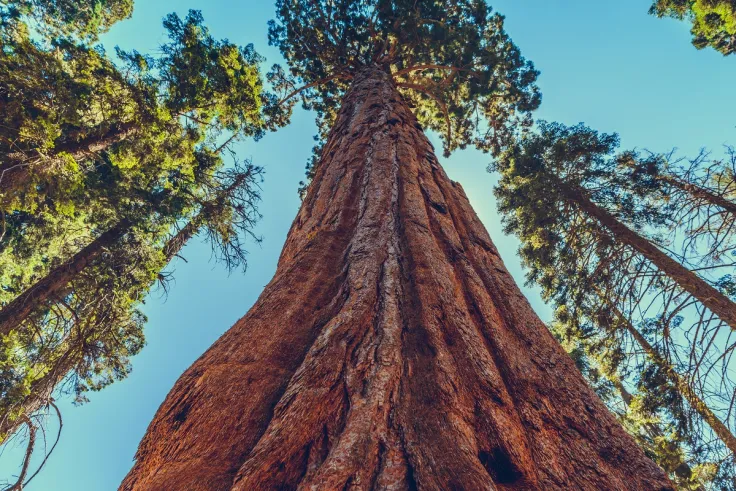 Sequoia Capital Plans to Invest More in Crypto