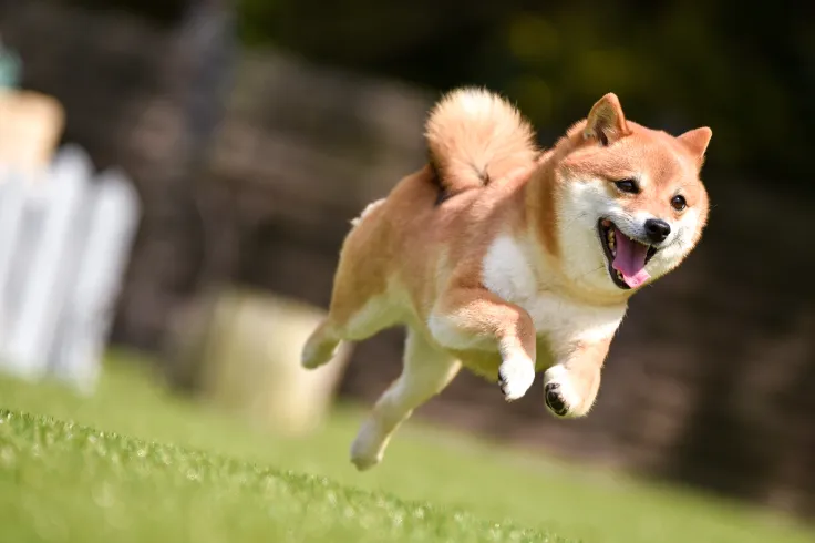 Shiba Inu Surpasses Litecoin, Chainlink and Bitcoin Cash by Market Capitalization