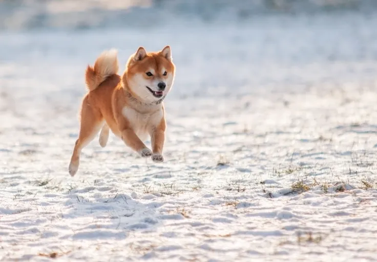 Shiba Inu Spikes 8 Percent on Fake News About Robinhood Listing
