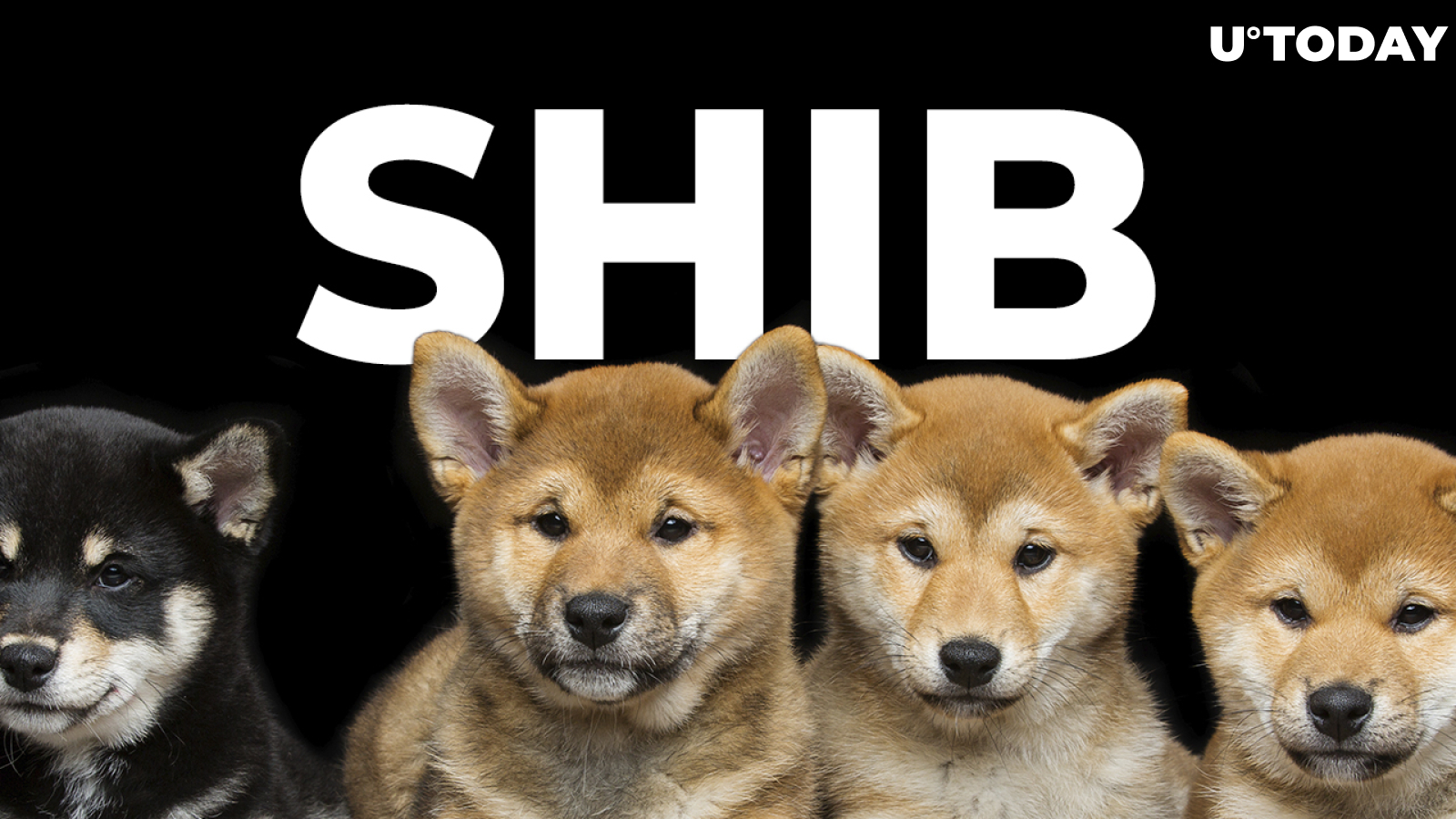 SHIB 800% Rally Reflected in Real Shiba Inu Puppy Sales