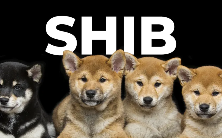 SHIB 800% Rally Reflected in Real Shiba Inu Puppy Sales