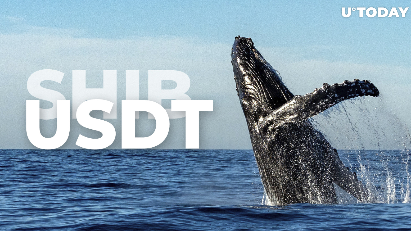 Whales Drop SHIB Holdings, Moving Their Funds into USDT