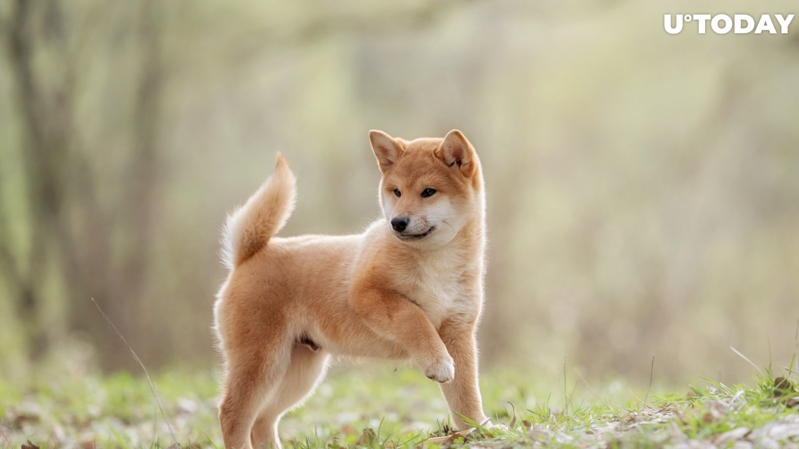Shiba Inu Now Has More Twitter Followers Than Ethereum