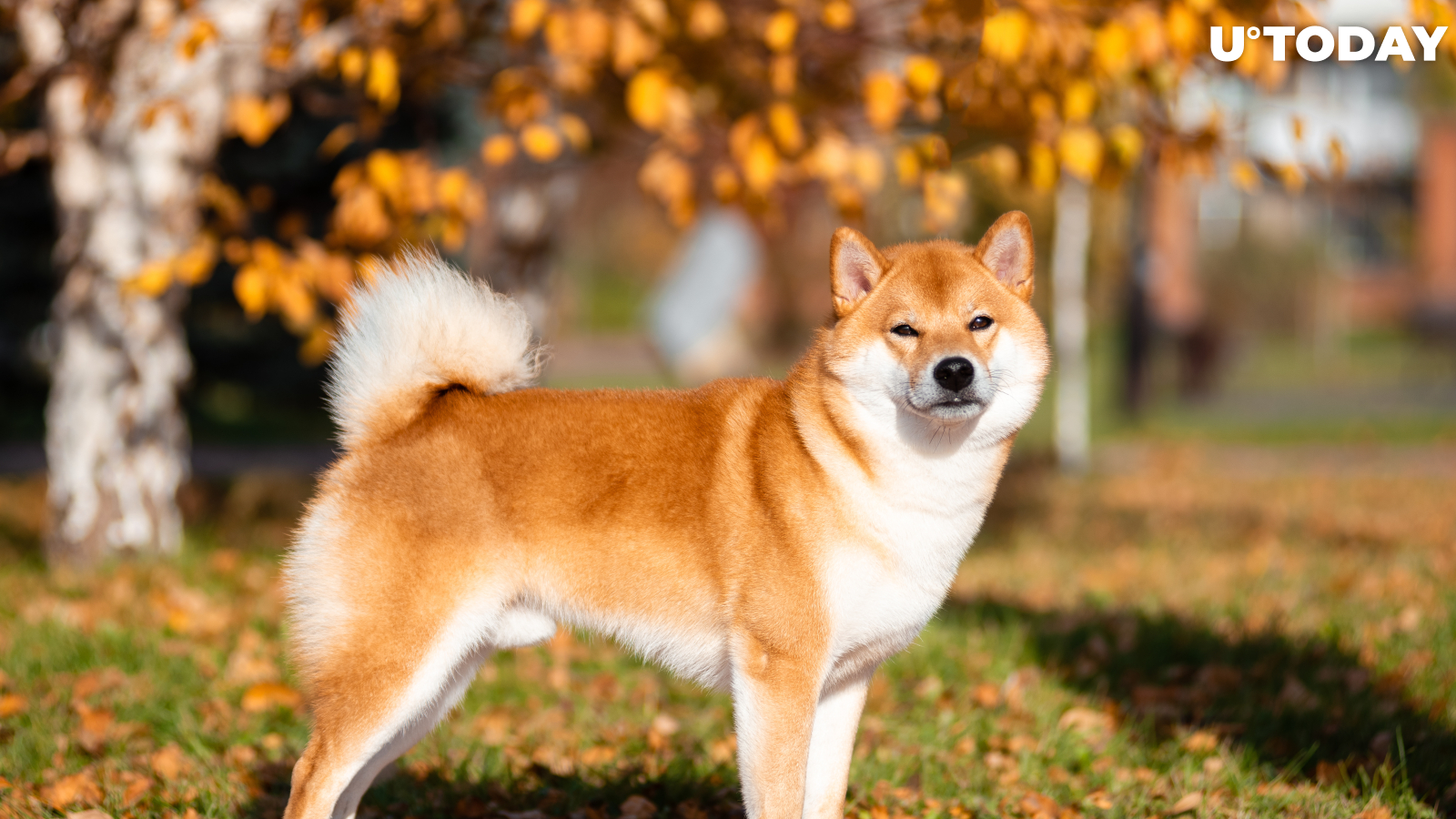 "Dogecoin Killer" Shiba Inu Integrated by One of Leading Crypto Payment Processors