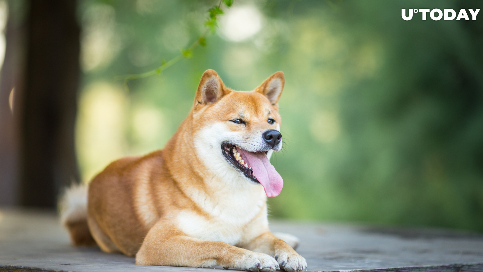 Shiba Inu (SHIB) Spikes 8%, Leading Crypto Market Recovery