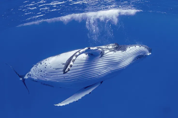 Bitcoin Whale Turns $294K Into $150 Million