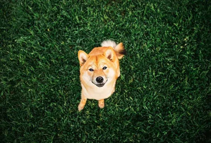 Shiba Inu (SHIB) Shines in Sea of Red