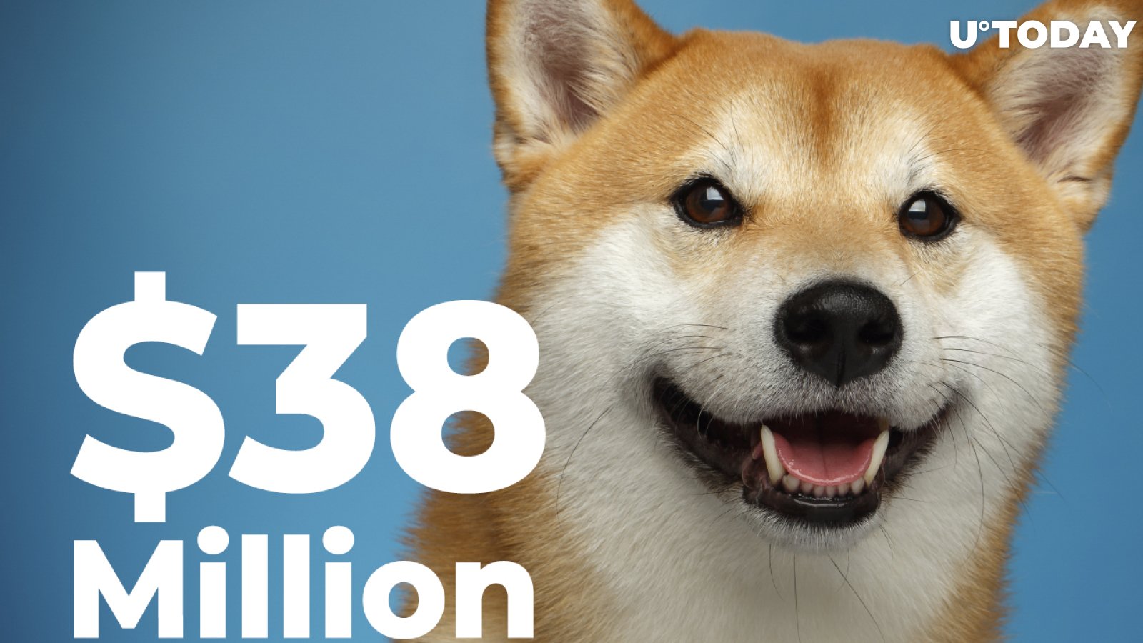 New Shiba Whale Buys $38 Million Worth of Tokens