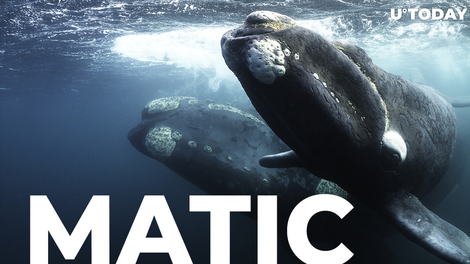 Whales Acquire Around $14 Million Worth of MATIC Tokens Since "Burn" Announcement