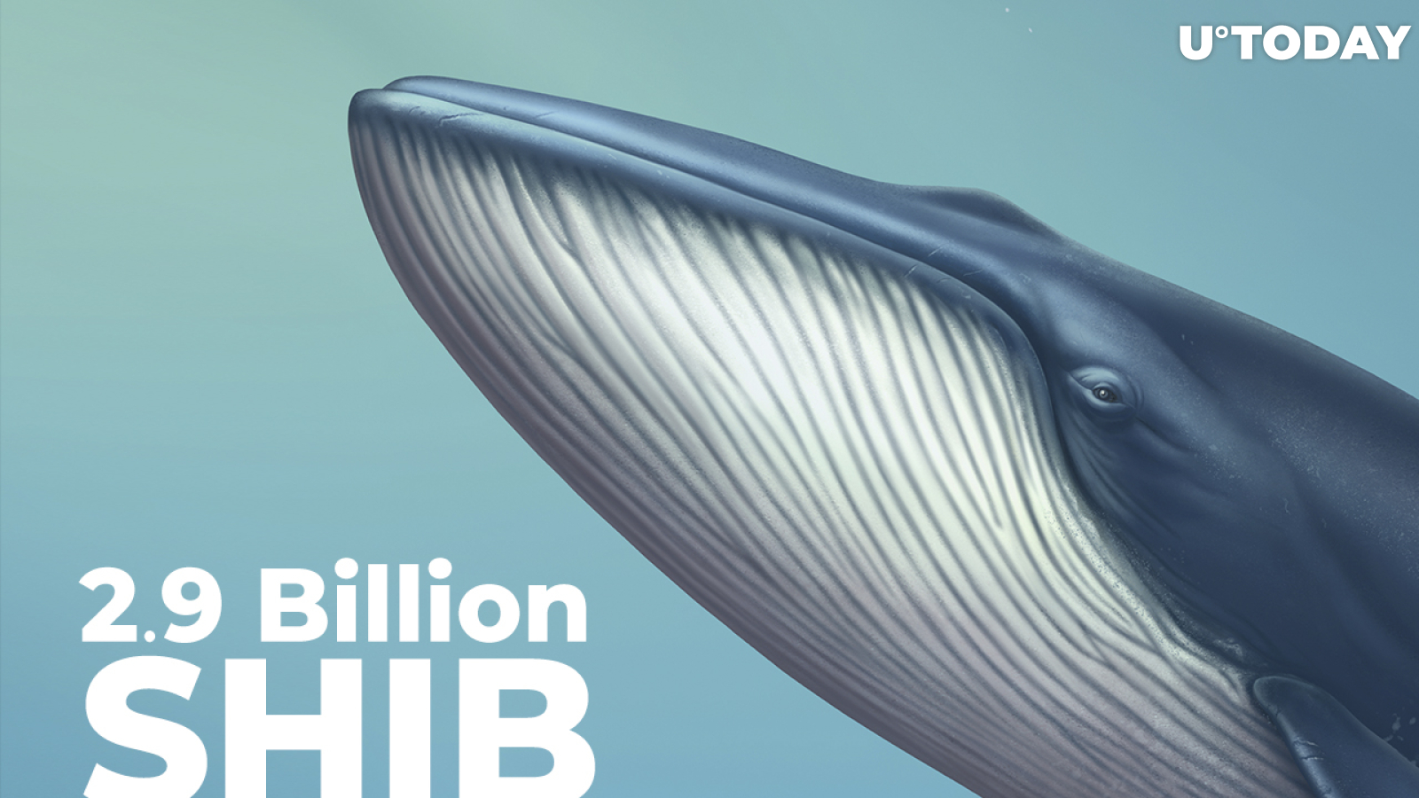 SHIB Whale Adds 2.9 Billion SHIB to Their 31.3 Billion Holdings
