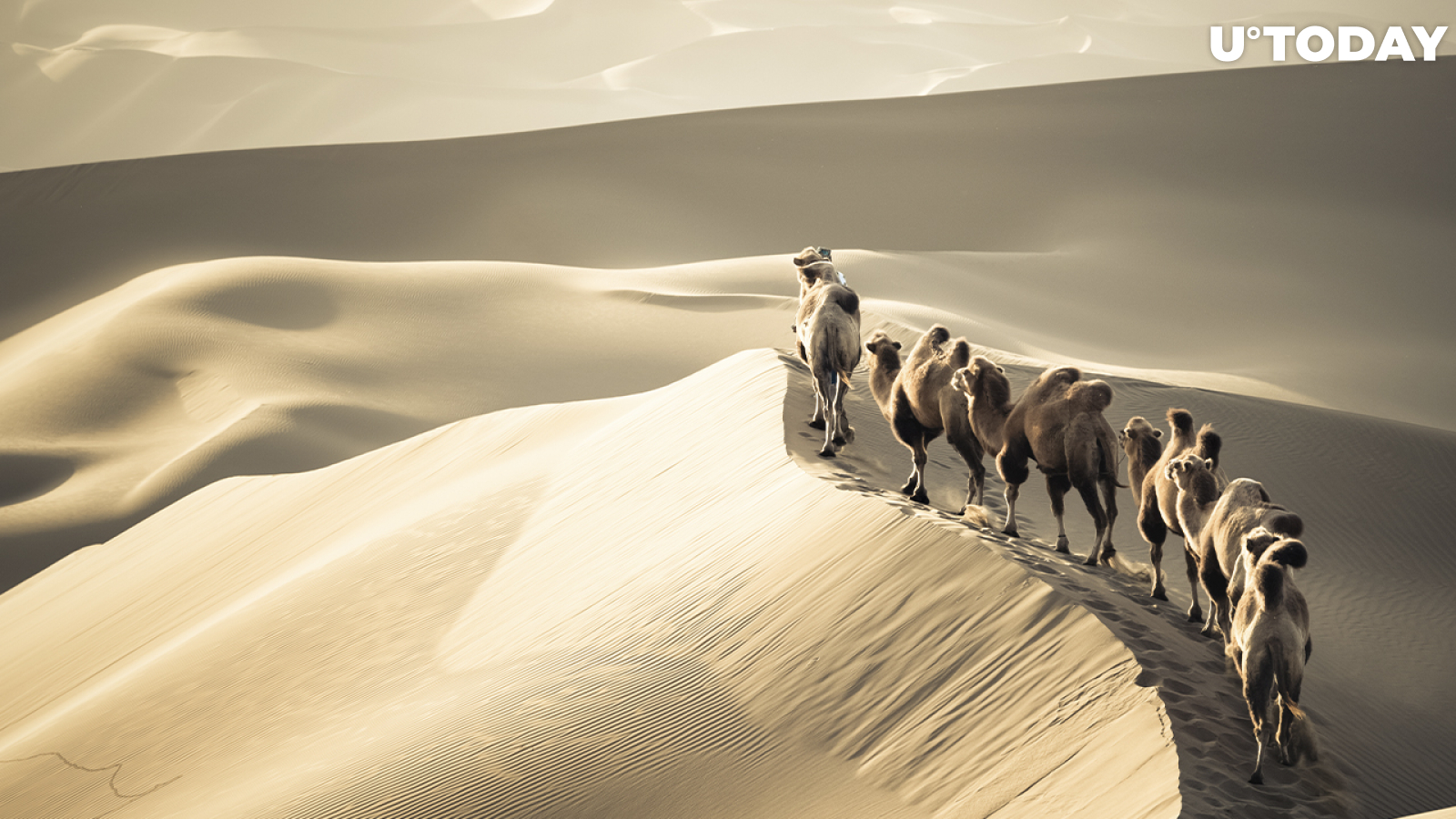 Silk Road Founder Supporters Distributed Native Token FREE: Details