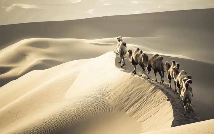 Silk Road Founder Supporters Distributed Native Token FREE: Details