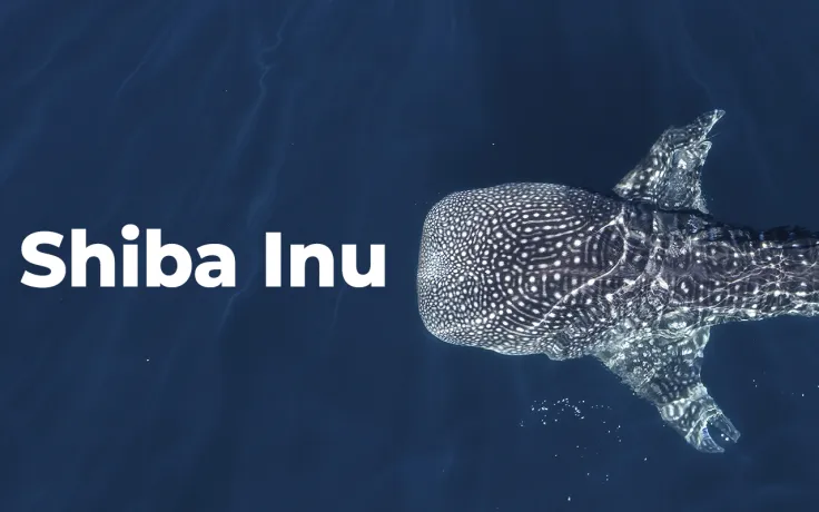 Shiba Inu Whales Bought More Than $200 Million Worth of Tokens Amid Asset's 22% Run