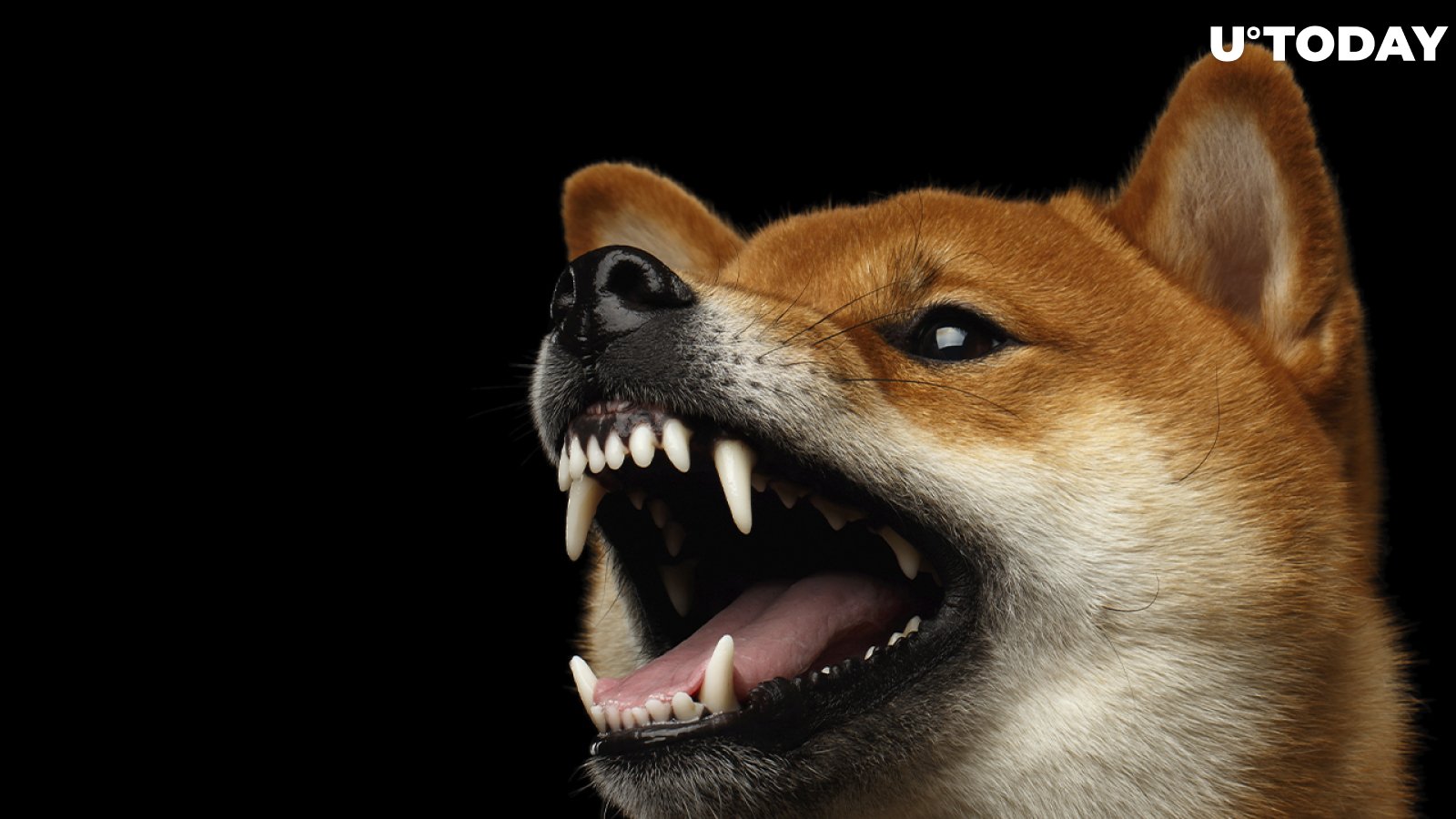 Shiba Inu Comes Closer to 50-Day Trend Resistance as Whale Holdings Reach $2 Billion