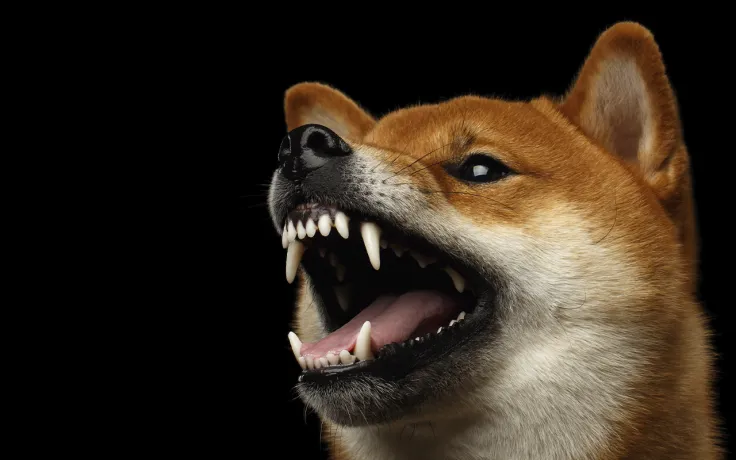 Shiba Inu Comes Closer to 50-Day Trend Resistance as Whale Holdings Reach $2 Billion
