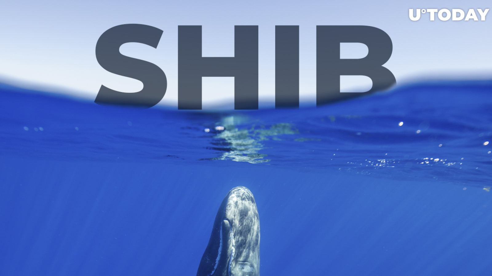 Top ETH Whales Still Prefer SHIB as Leading Asset: Details