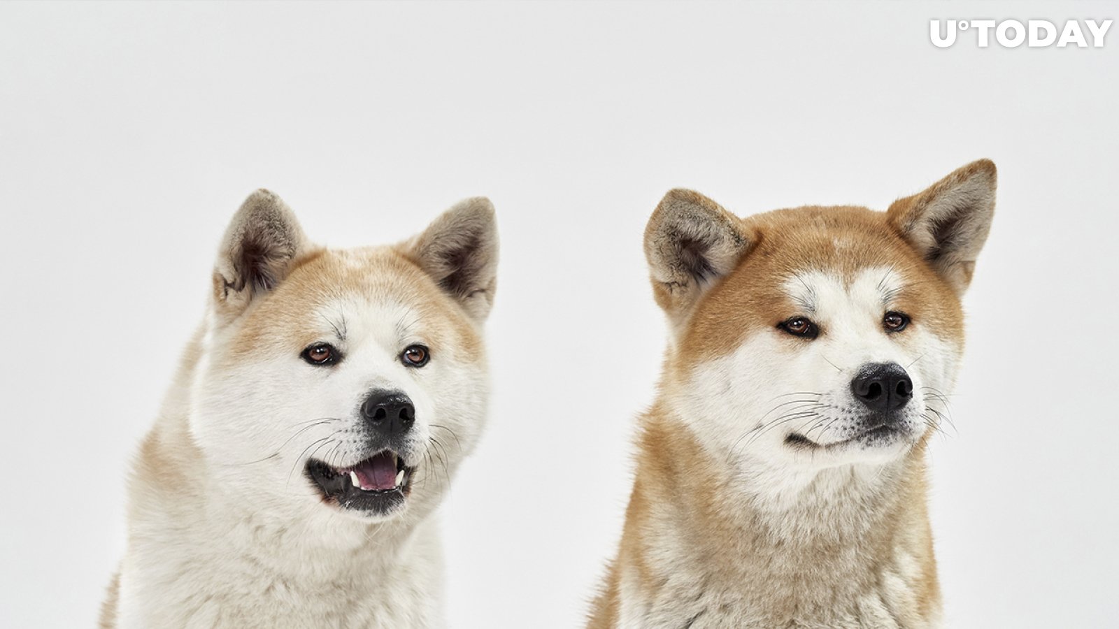 Shiba Inu Whales Increase Their Average Holdings by 28%