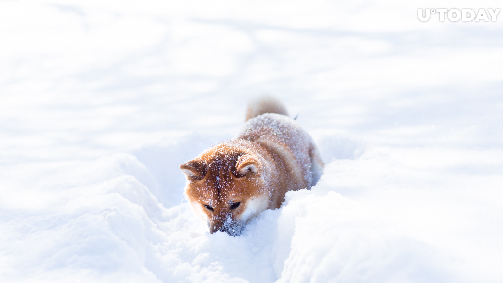 Shiba Inu Now Supported by Avalanche Bridge