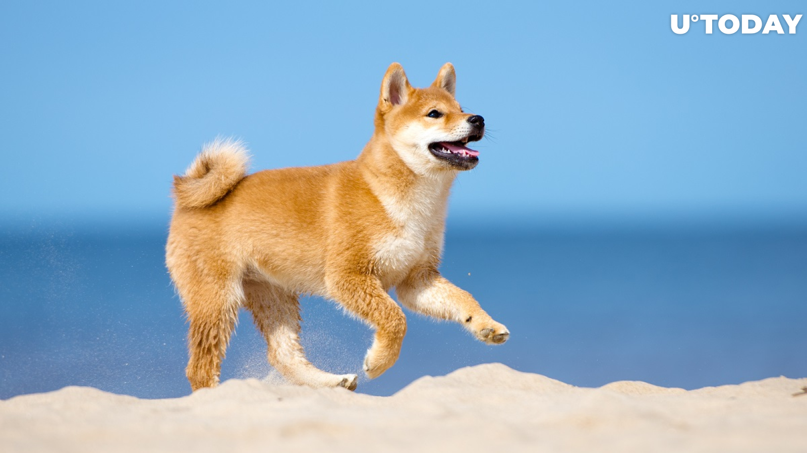 Dogecoin Killer Shiba Inu Can Now Be Used for Booking Over 2 Million Hotels