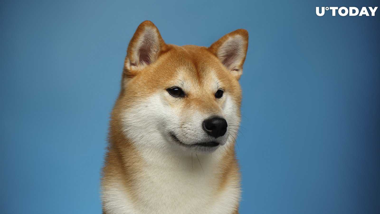 Shiba Inu and Dogecoin Profitability Evened Out: Here's Why
