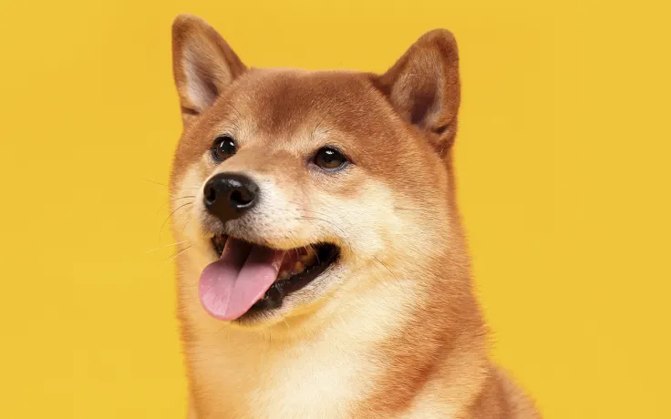 Shiba Inu Price Set for 2022 Move as 9 Businesses Join SHIB Burn Pledge