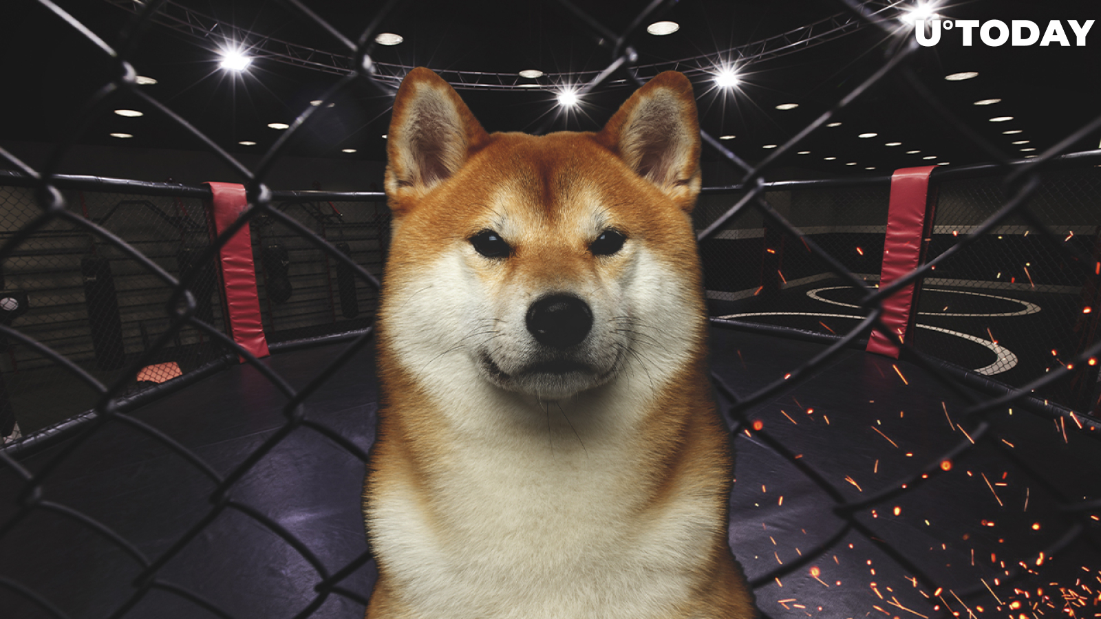 Shiba Inu or Dogecoin? UFC Superstar Chuck Liddell Reignites Memecoin Rivalry