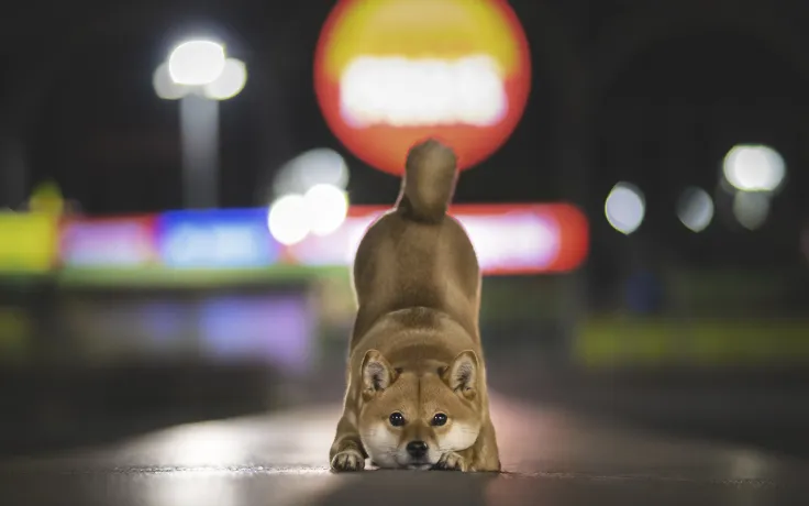 Shiba Inu Profitability Rate Drops to 44%, Making Token Unprofitable for Majority of Holders
