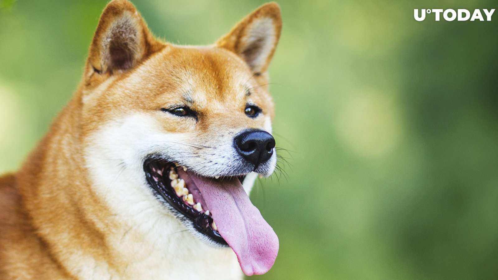 Shiba Inu Price Finally Recovers with More Altcoins Entering Green Zone