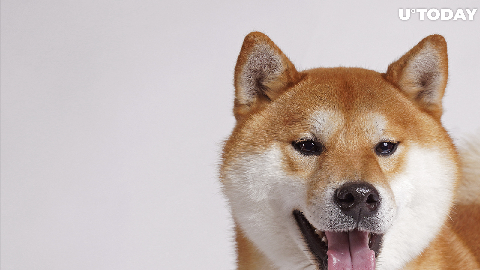 CoinMarketCap Debunks Shiba Inu "Fake" Contract Addresses Accusations Made by Official Shiba Team