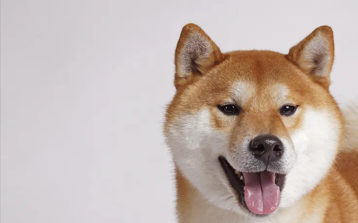CoinMarketCap Debunks Shiba Inu "Fake" Contract Addresses Accusations Made by Official Shiba Team