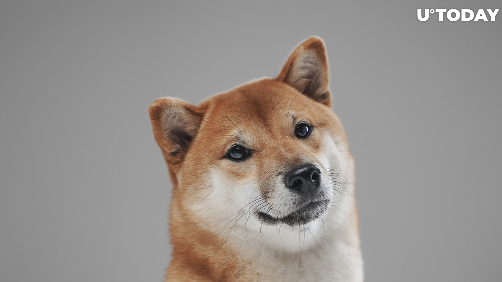 Shiba Inu's Biggest Holding Among Whales Title Surprisingly Taken Away by FTT Token