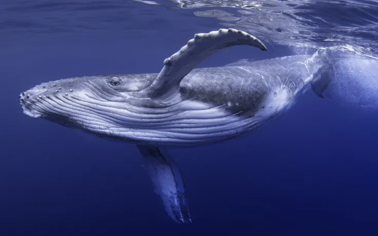 Here's What One of Biggest Ethereum Whales Is Buying and Holding Right Now