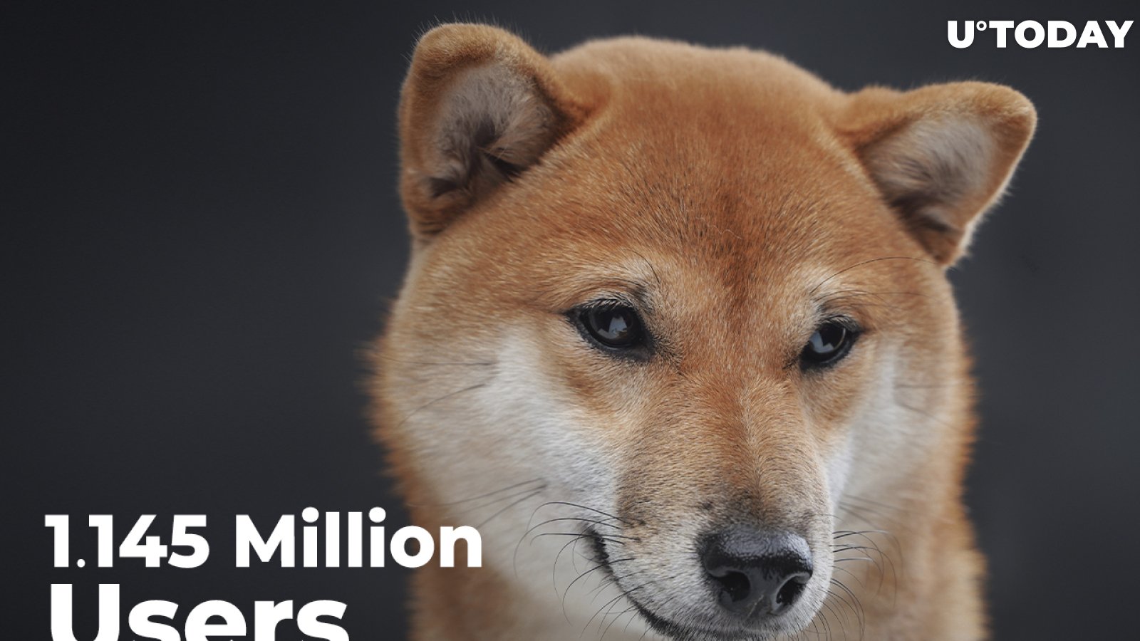 Shiba Inu Now Held by Over 1.145 Million Users: New All-Time High