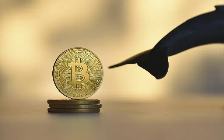 Bitcoin Whales Bought Extra 40,000 BTC Before Bounce Past $42K