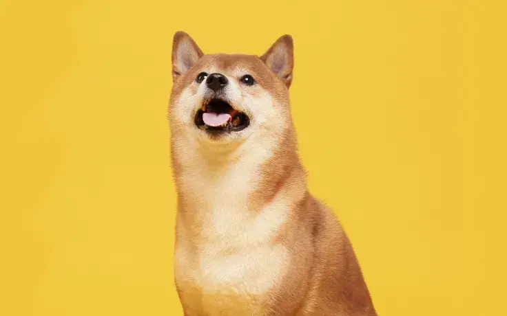 Shiba Inu (SHIB) Recovers 40% from Recent Low, Surpasses Polygon (MATIC)