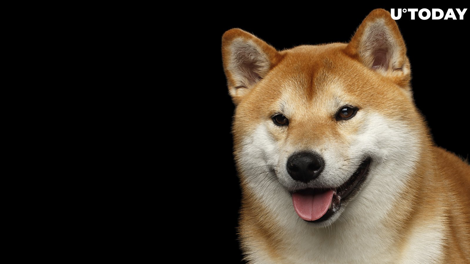 Shiba Inu Dev Teases Major NFT Partnership, What Could It Be This Time?