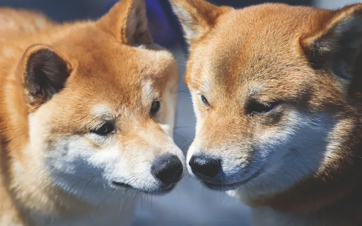Ethereum Whale Buys 500 Billion Shiba Amid Market Bloodbath