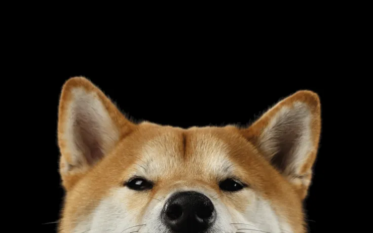 Shiba Inu's Shiberse Is Taking Shape as SHIB Dev Hints at Progress of Proposal