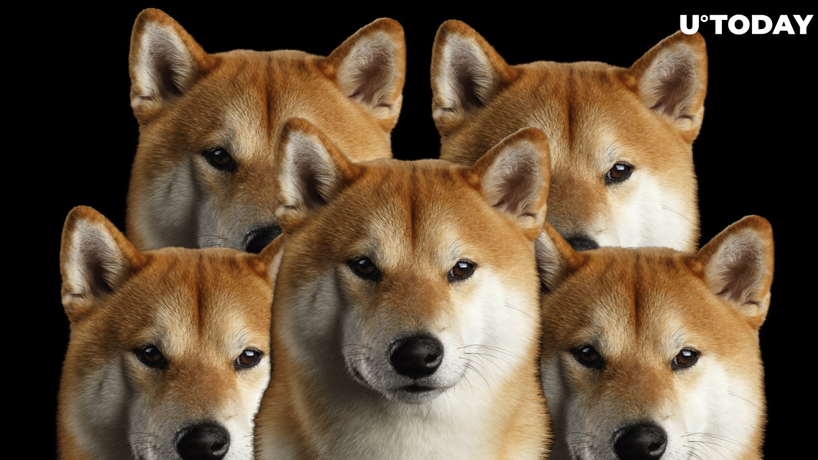 Shiba Inu Holdings on Whale-Tier Wallets Increase by $100 Million, Reach $1.2 Billion in Total