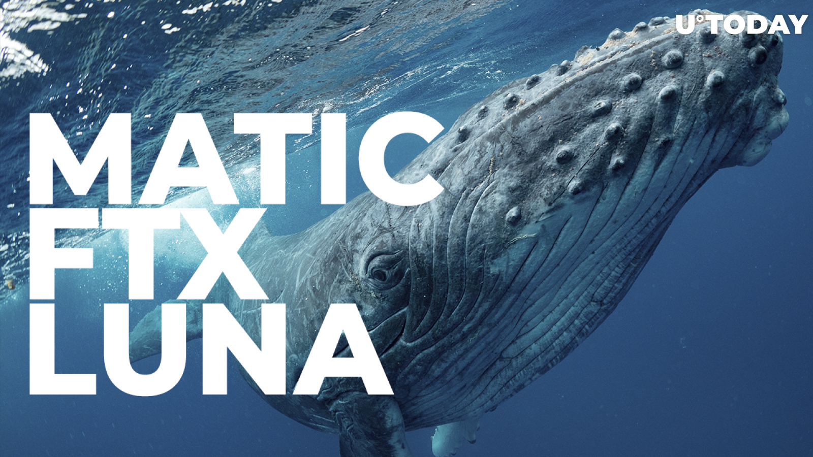 More MATIC, FTX Token, LUNA Bought by Whales as They Keep Betting on These Coins